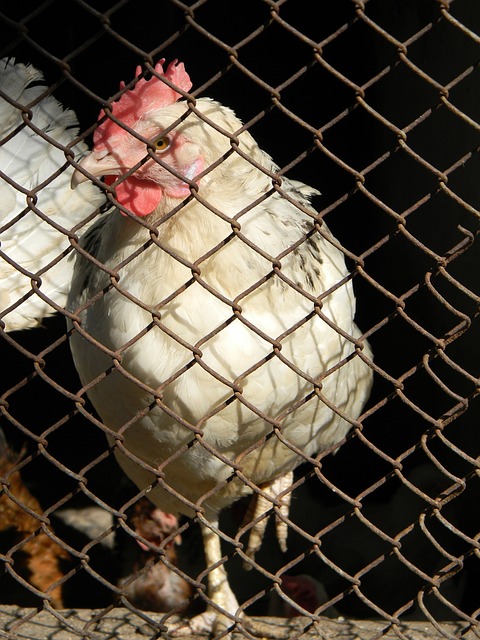 球球迷的关 球球迷的关